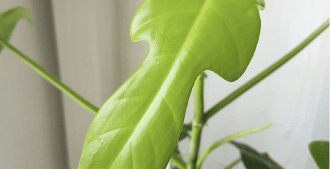 Philodendron Bipennifolium – #1 Care Gudie