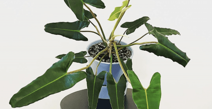 Philodendron Atabapoense Care – How To Succeed