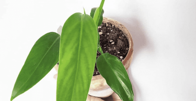 Philodendron Domesticum Care – What you need to know