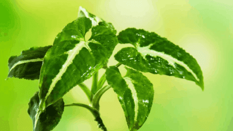 Syngonium Wendlandii Care – This Will Make Your Life Easier