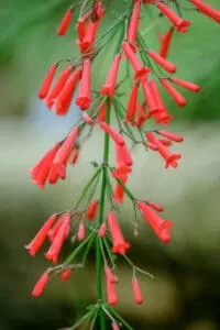 A Firecracker Plant doesn't need a lot of humidity to be happy. 30-40% is sufficient
