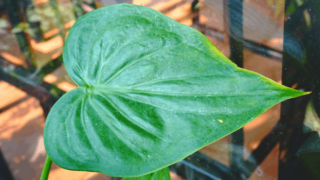 Alocasia Cucullata Plant Care