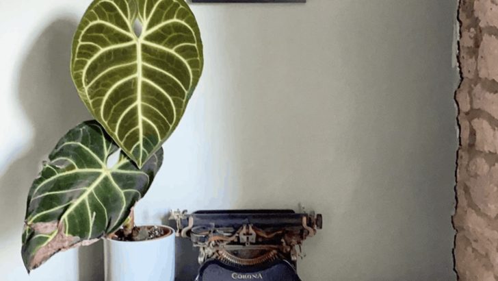 Anthurium Regale – Regal Care Guide