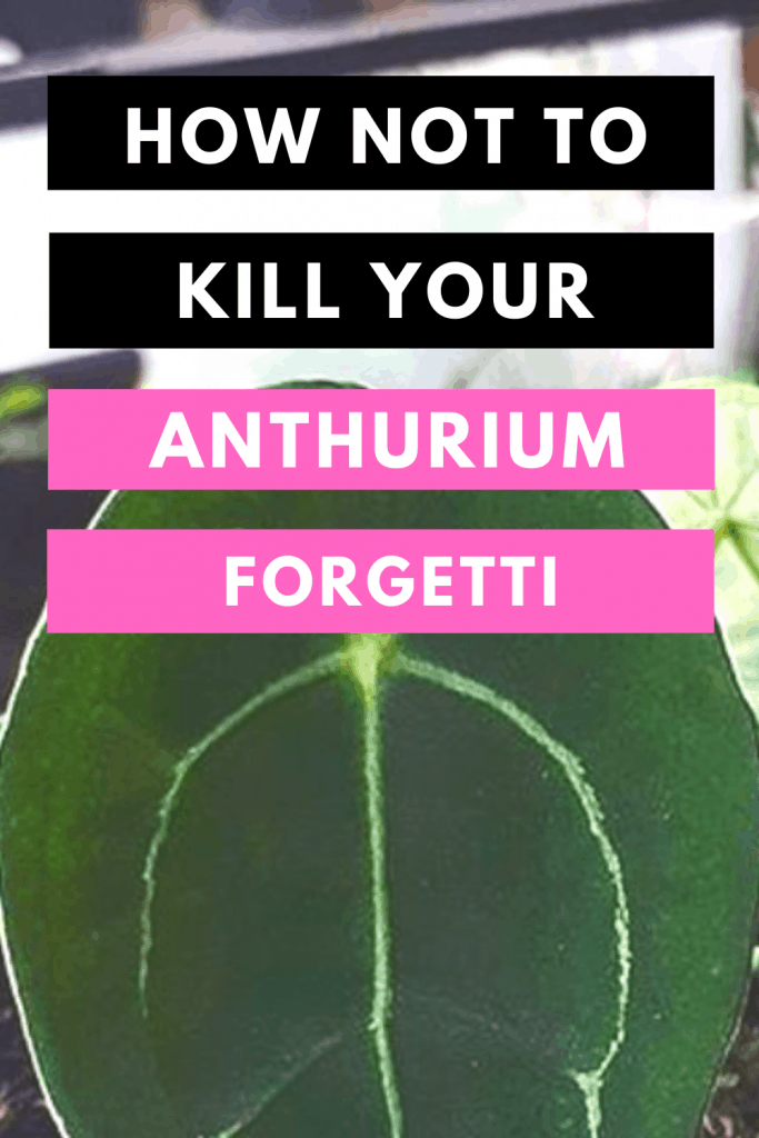 Anthurium Forgetti Plant Care Tips