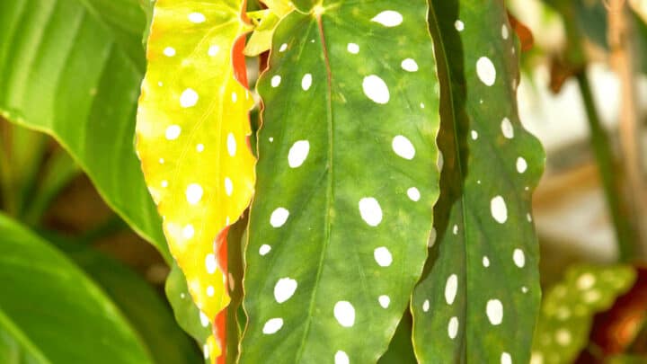 斑纹海棠有漂亮的白色斑点绿色叶子