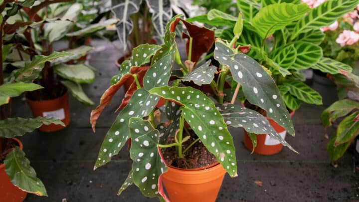 Begonia Maculata potted in a terracotta pot