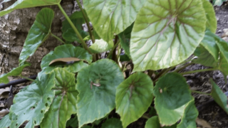 秋海棠Nelumbiifolia