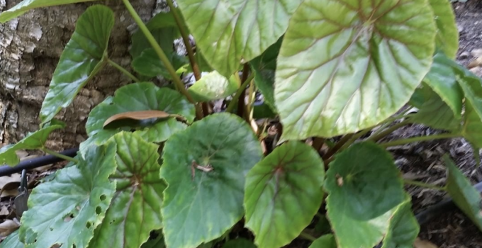 Begonia Nelumbiifolia- Best Care Guide