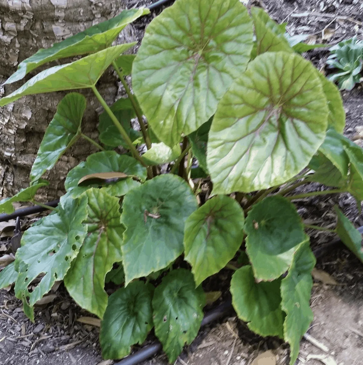 秋海棠Nelumbiifolia