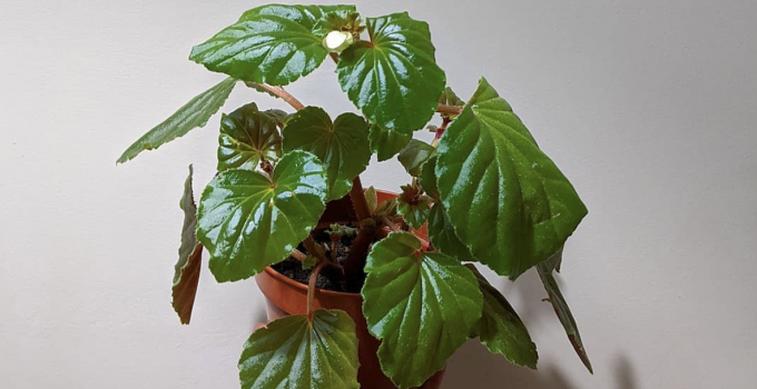 Begonia Obliqua – A Complete Care Guide