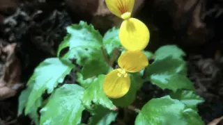 秋海棠Prismatocarpa