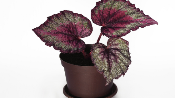 10 Best Begonia Rex Care Tips – Growing Guide