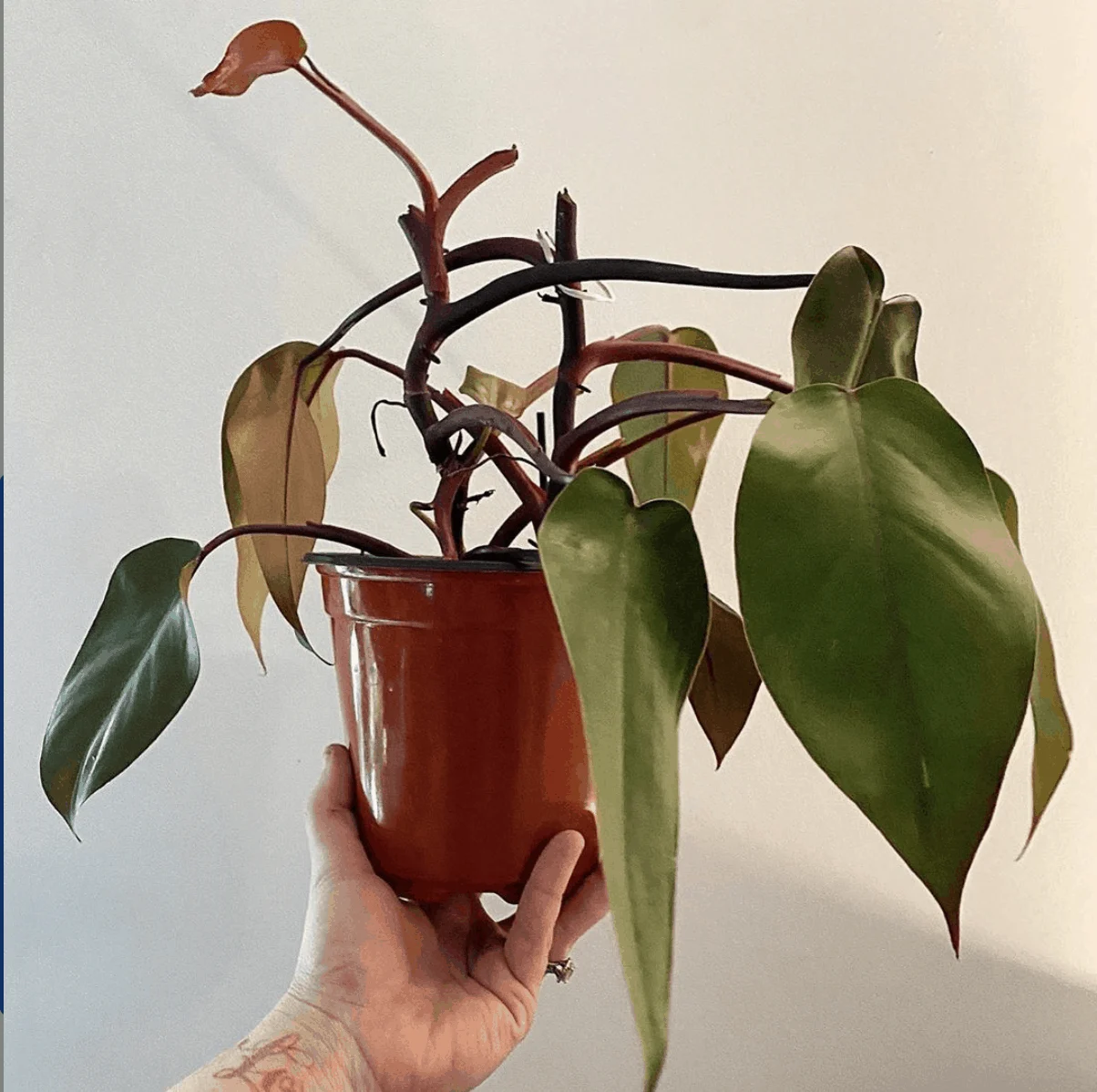 Bloody Mary Philodendron