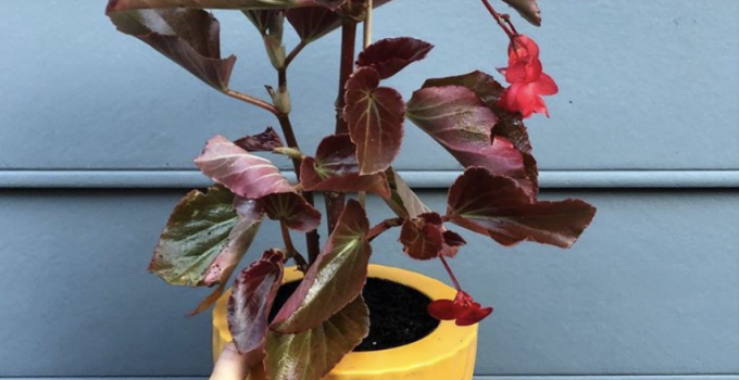 Bronze Leaf Begonia Care – Best Secrets Revealed