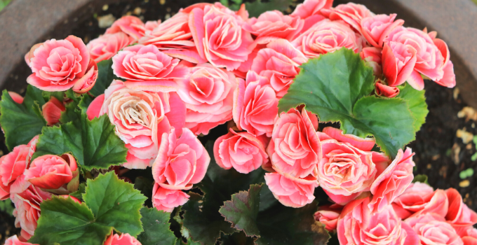 Elatior Begonia Care Tips from A to Z