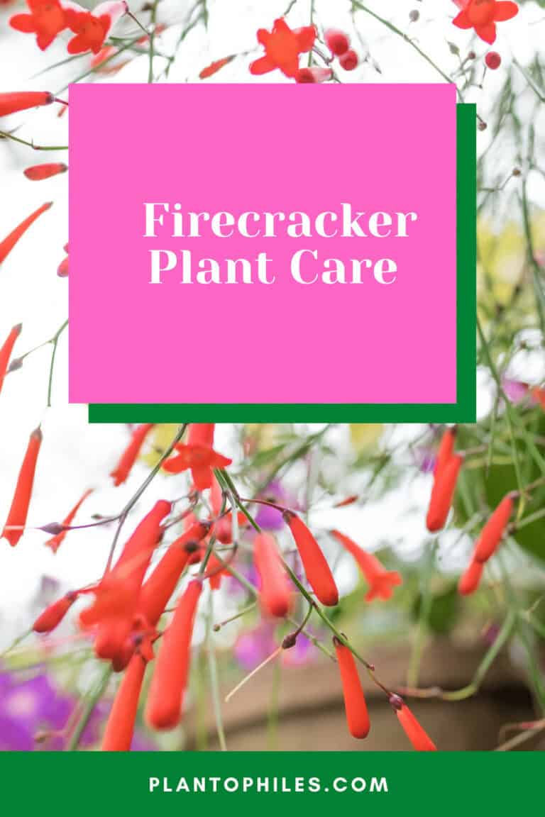 Firecracker Plant Care Made Easy ― #1 Best Hacks