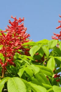 Firecracker Plants can be grown in a variety of soils as long as they are well-draining