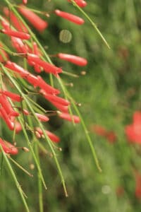 Firecracker Plants need to be watered about once a week