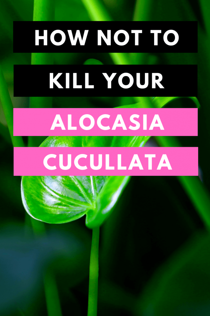 How Not To Kill Your Alocasia Cucullata