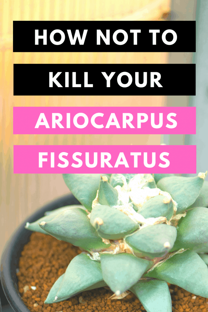 How Not To Kill Your Ariocarpus Fissuratus