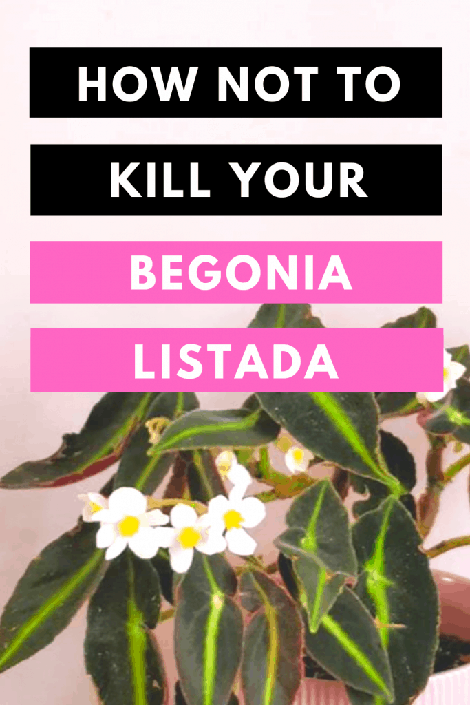 Begonia Listada Plant Care Best Practices 2