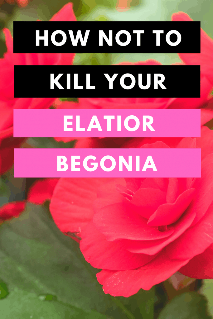 How Not To Kill Your Elatior Begonia