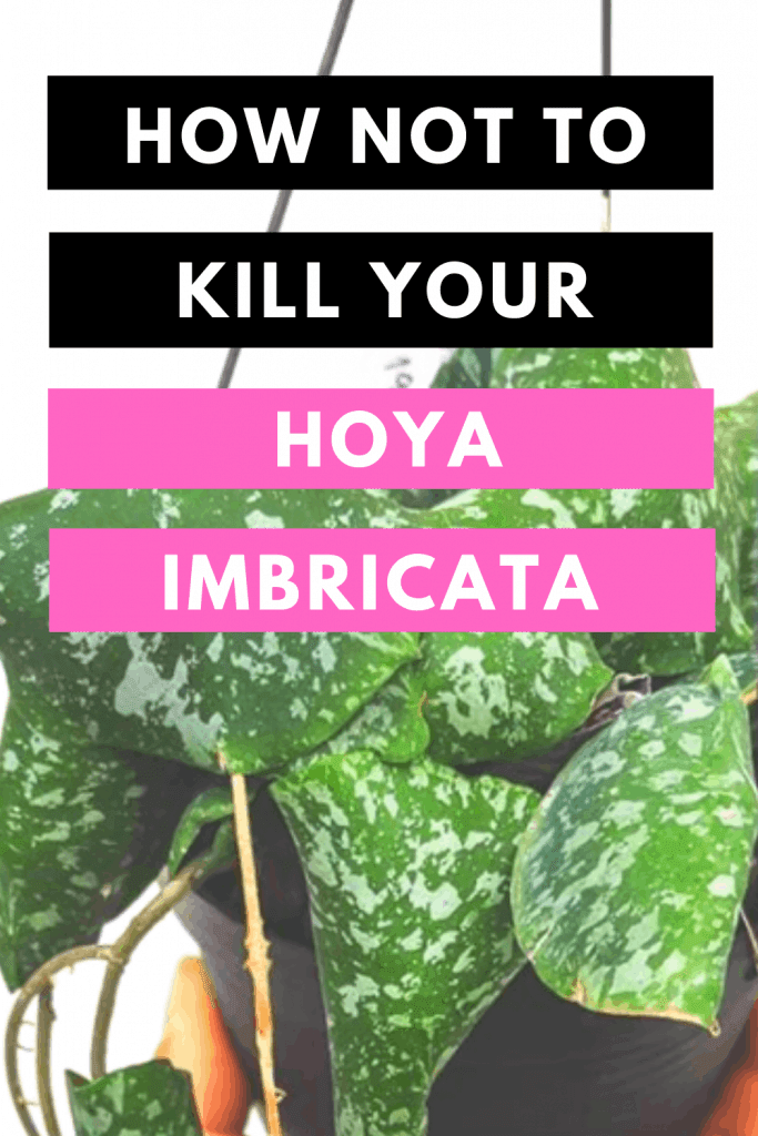 How Not To Kill Your Hoya Imbricata Update