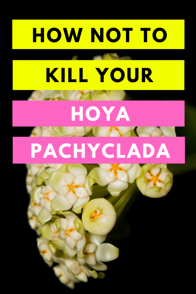 如何不杀死你的Hoya Pachyclada