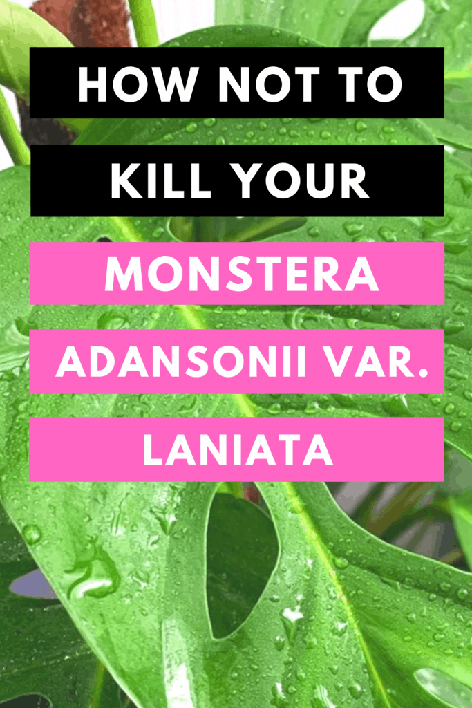 如何不杀死你的怪物Adansonii var. laniata