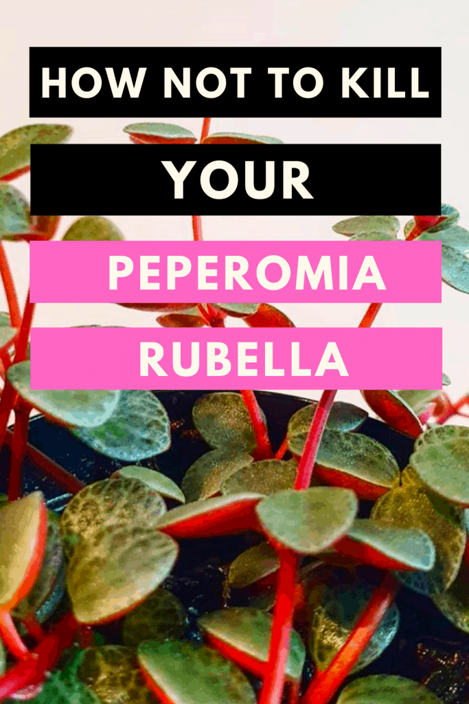 Peperomia Rubella
