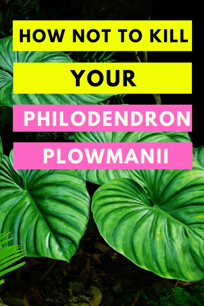 Philodendron plowmanii care