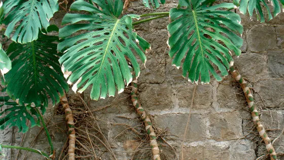 How fast does Monstera Deliciosa grow