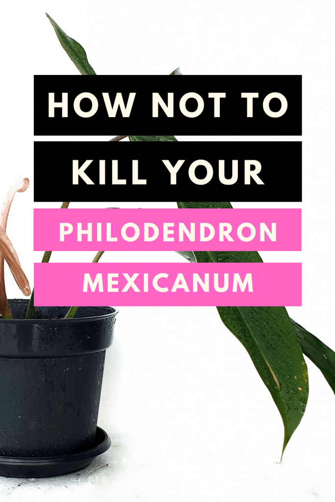 墨西哥Philodendron看护