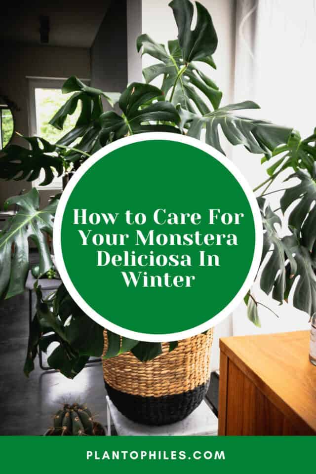 How To Care For Your Monstera Deliciosa In Winter