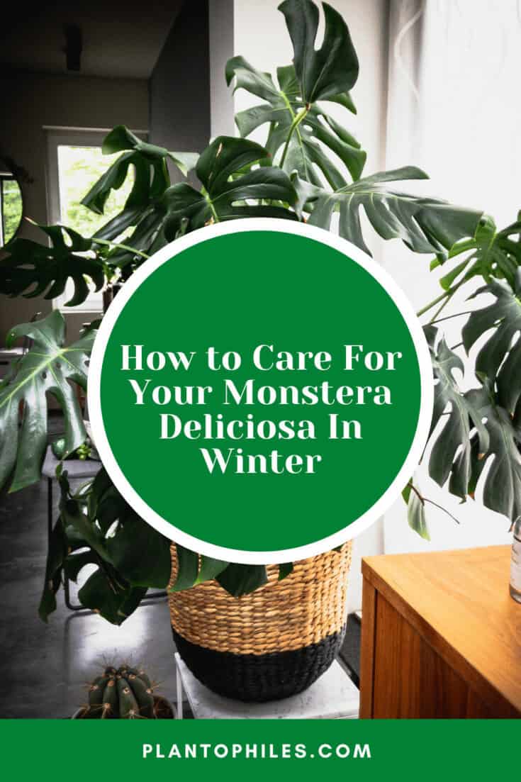 How to Care For Your Monstera Deliciosa In Winter