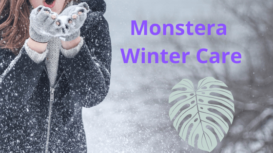 How to care for Monstera Deliciosa in winter