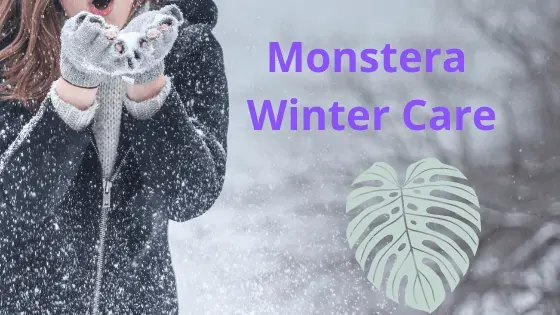 How to care for Monstera Deliciosa in winter