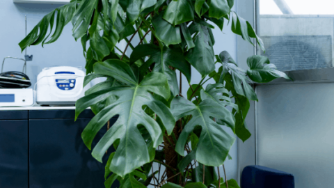 How to Care For Your Monstera Deliciosa In Winter
