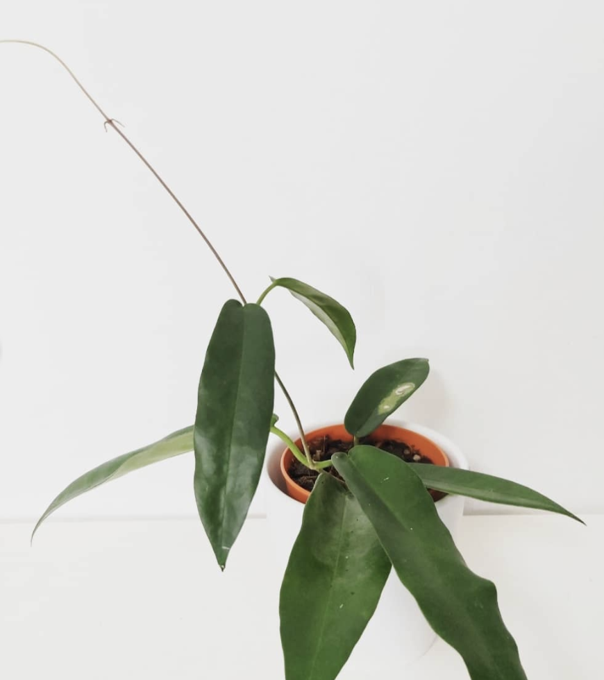 Hoya Archboldiana Plant Care - Everything You Need to Know
