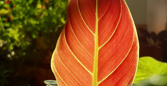 Philodendron Subhastatum Care Tips That Work Wonders