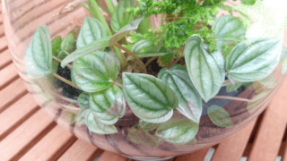 Ivy Peperomia Plant Care