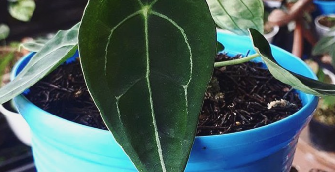 Anthurium Forgetii Care Tips For the Ambitioned Plant Parent