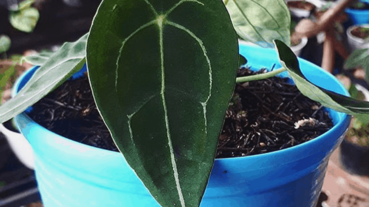 Anthurium Forgetii Care Tips For the Ambitioned Plant Parent