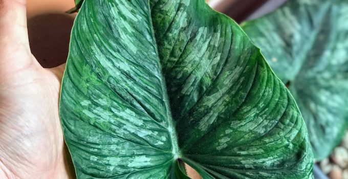 Philodendron Mamei Care – #1 Complete Guide