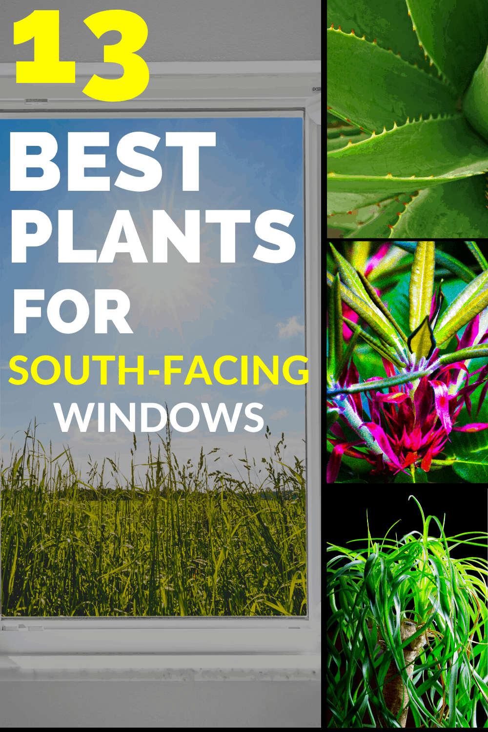 13种最适合朝南188金宝慱亚洲体育窗户的植物