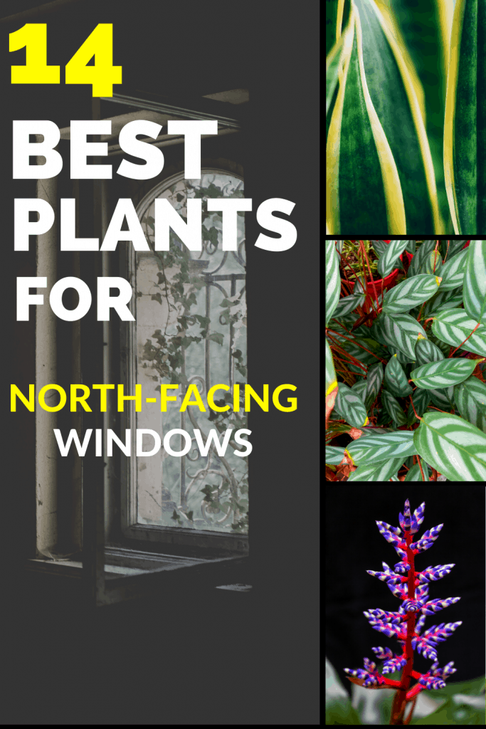 14种最适合朝北188金宝慱亚洲体育窗户的植物