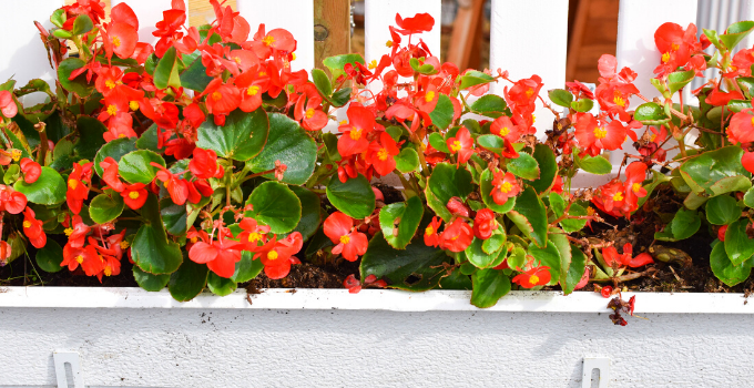Begonia Cucullata Care: Here’s What You Need to Know