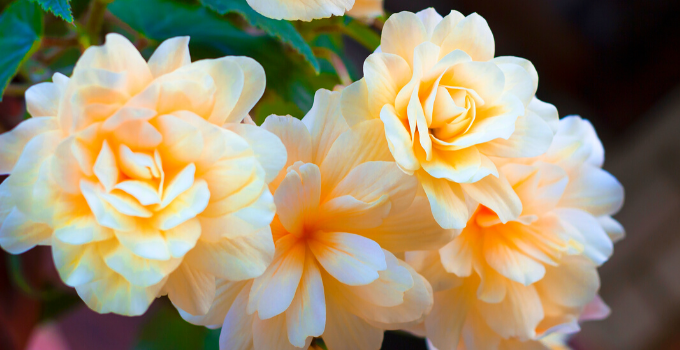 Begonia Odorata Care: Here’s What You Need to Know
