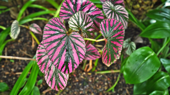 Begonia Brevirimosa Care – Things You Didn’t Know