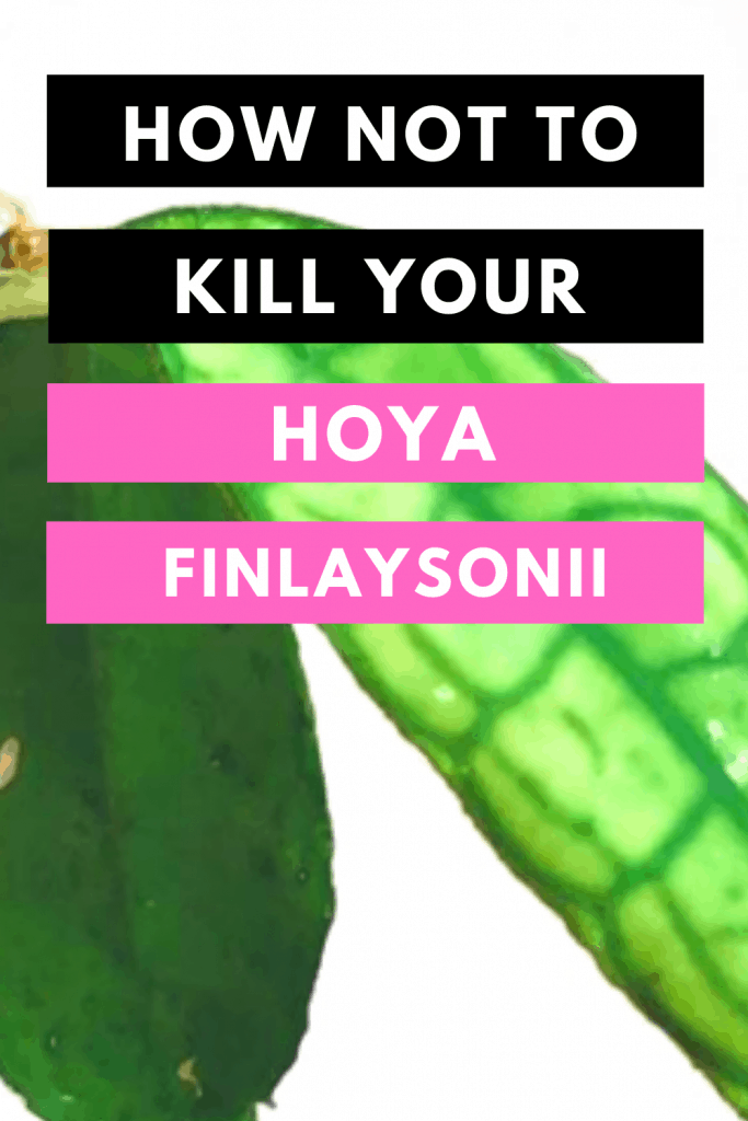 如何不杀死你的Hoya Finlaysonii